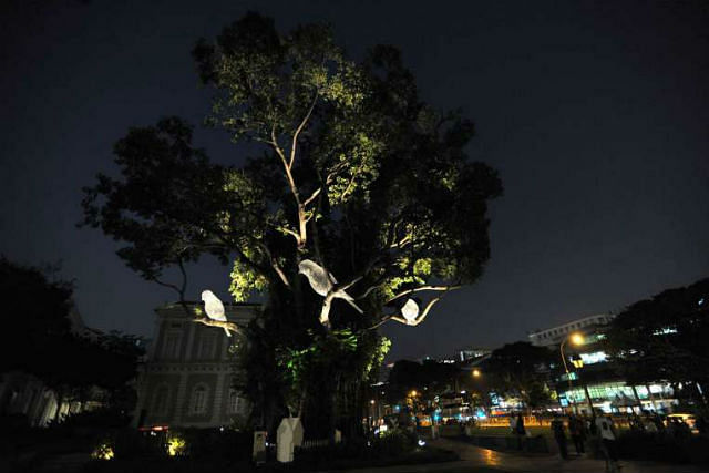 100 things to see and do at Singapore Night Festival 2015 nocturnal birds.jpg