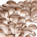 Mushrooms touted for umami flavoring and health benefits