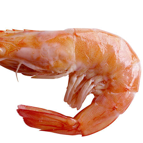 the-shrimp-1322833-1280x960thumb