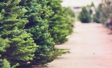 Tips on how to buy a live Christmas tree in Singapore
