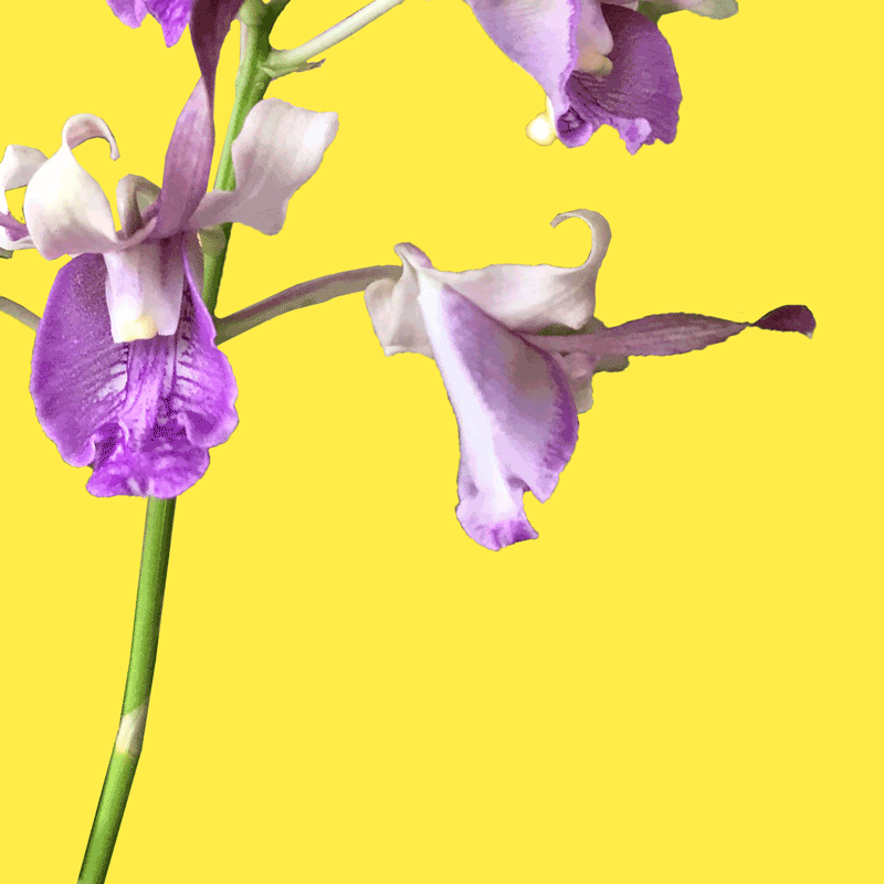 mikekors-orchid-1