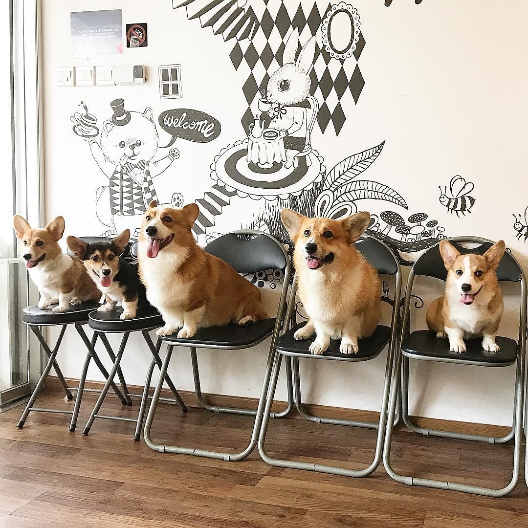 pet friendly places happenstance cafe