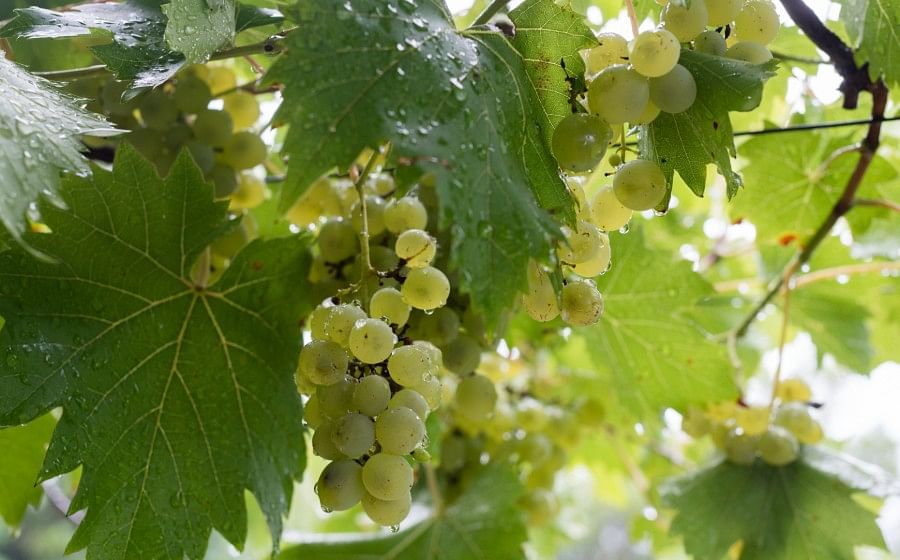 grapes white wine