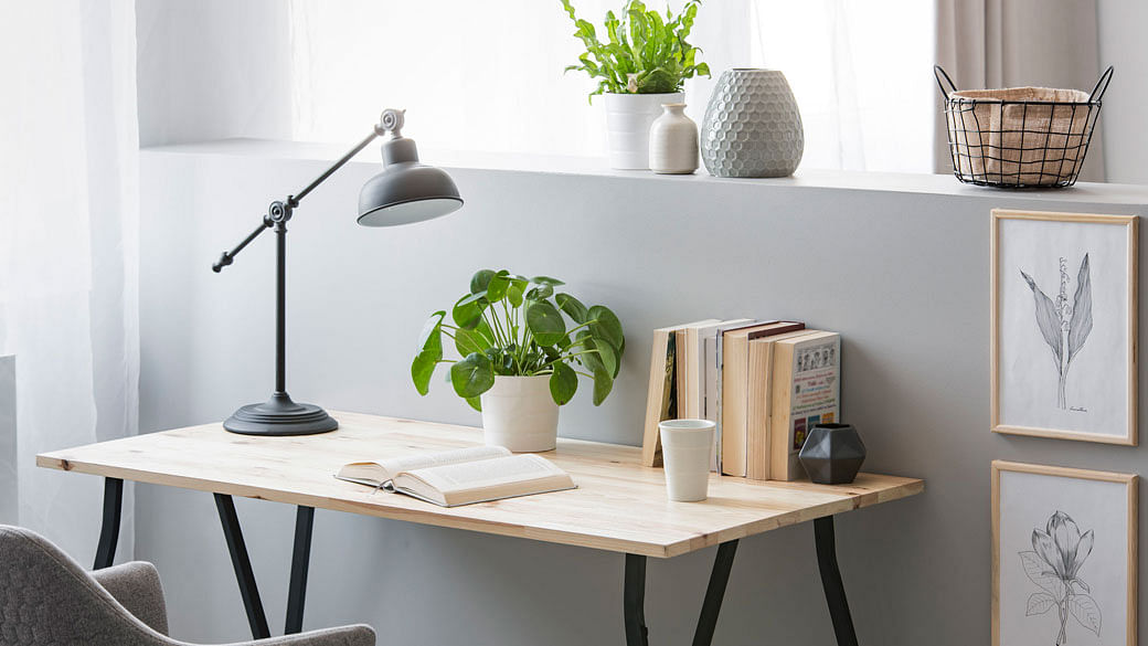 Low maintenance plants for home office