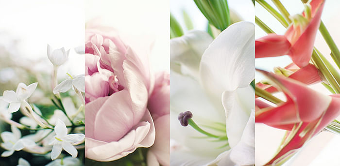 he four alpha flowers in the Capture Totale formula: (from L – R) Chinese jasmine, Chinese peony, white lily, and Madagascan longoza. Photo: Courtesy.