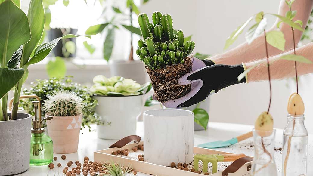 9 must-have house plants to spruce up your home - Her World Singapore