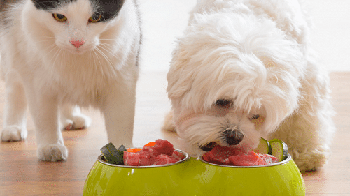 Raw pet food diet