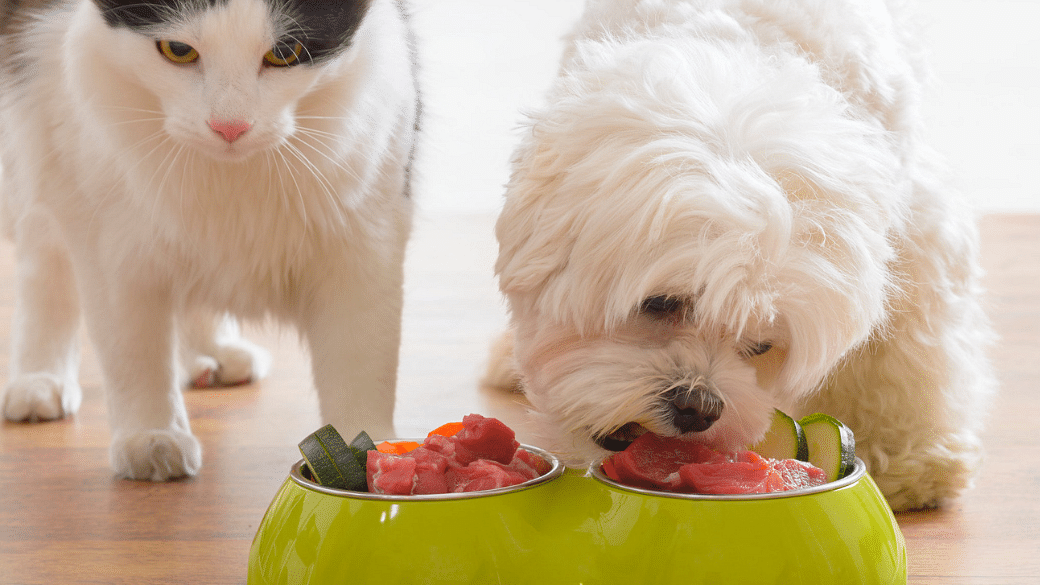 Raw pet food diet