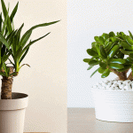 12 houseplants to get for your home, according to your zodiac sign