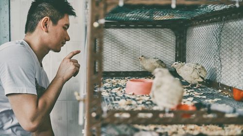 her-world-poultry-pets-quails-tan-ding-jie