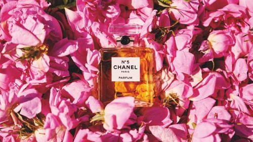 Harvesting the timeless scent of Chanel No. 5