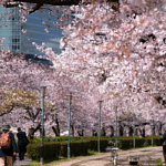 Spring in Japan: The cherry blossom forecast for 2024