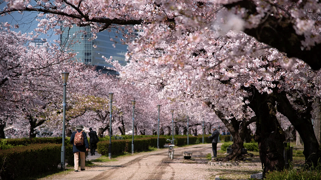 When To Watch The Cherry Blossoms In Japan In 2024