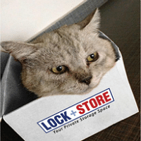 Cat In A Box thumb.png
