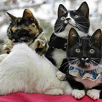 Cats of the World 2013 back with exhibition and flea market