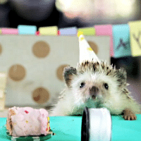 Cute hedgehog birthday video you have to watch thumb