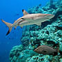 Indonesia's shark, manta ray santuary to protect marine life
