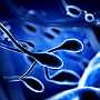 Men who have more brothers have faster sperm 90.jpg