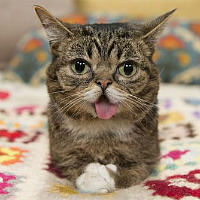 Lil bub's special special thumb