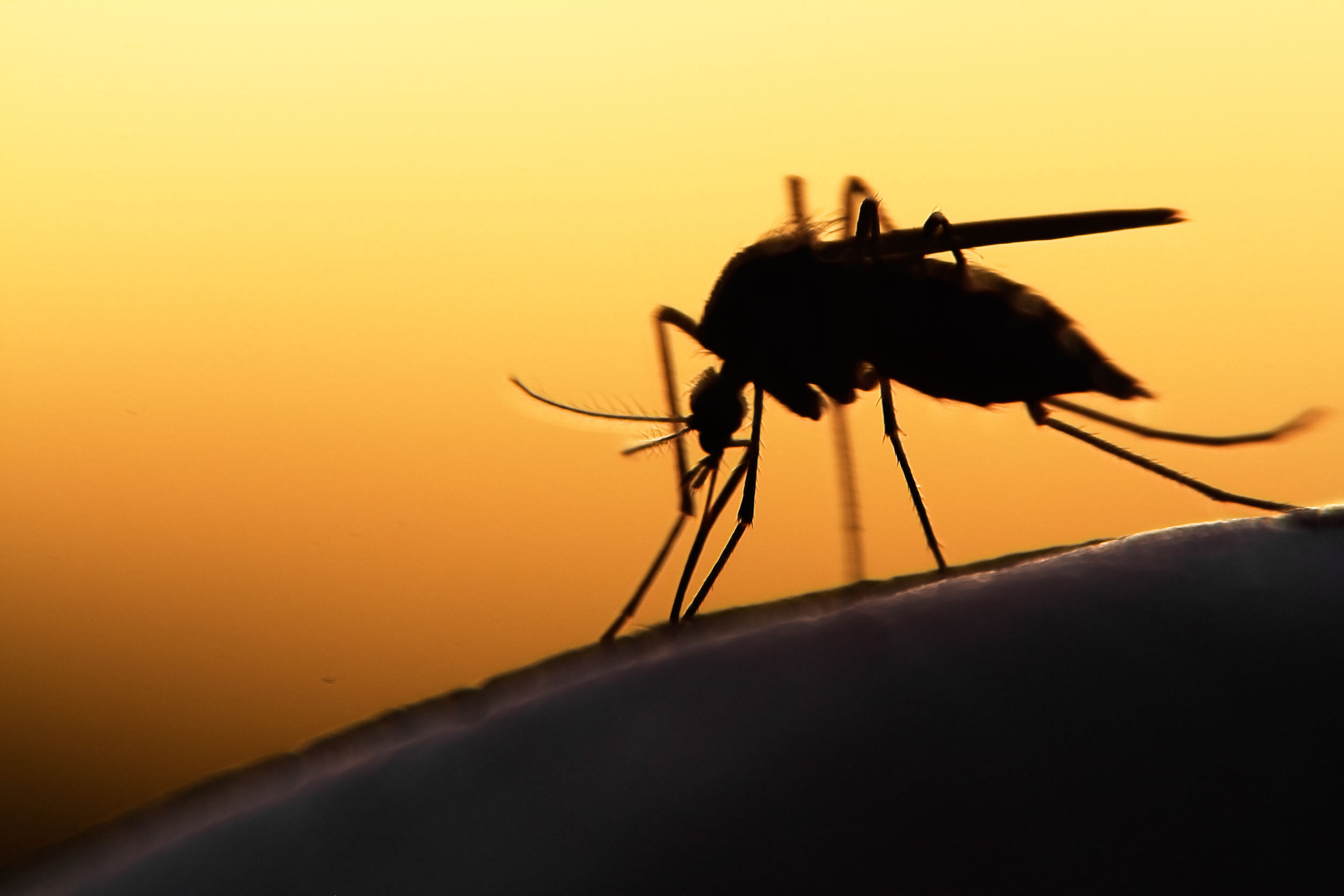 mosquito, aedes mosquito, zika virus
