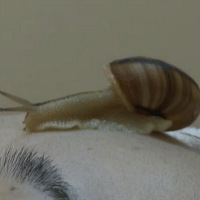 snailtherapy_TB.png