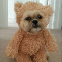teddydog THUMB.jpg