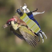 weaselpecker meme 200, the super funny #weaselpecker memes you have to see!