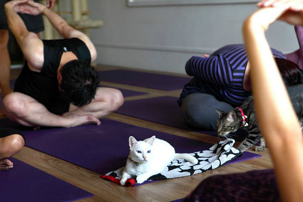 yoga with cats singapore neko no niwa